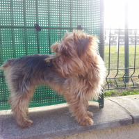 Photo de profil de Chipie