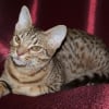 Photo de Joss-joyce , Ocicat