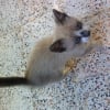 Photo de Ciam, Korat