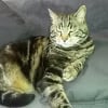 Photo de CALICO