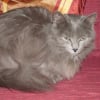 Photo de Mitaine