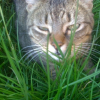 Photo de Groseille