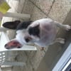 Photo de Ginka, Bouledogue Français