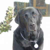 Photo de profil de Opium
