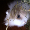 Photo de Boubou