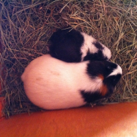 Photo de profil de Panda et Noisette