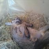 Photo de Pupuce Guizzmo et Polochon