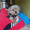 Photo de guismo