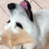 Photo de Miyuki, Akita Inu