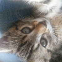 Photo de profil de lipsy