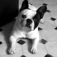 Photo de profil de Iban 