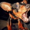 Photo de Teddy