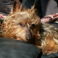 Photo de profil de Nono