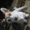 Photo de snoopy