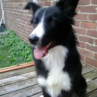 Photo de profil de LAIKA