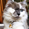 Photo de Lucky