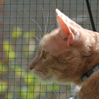 Photo de profil de Moustic