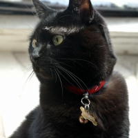 Photo de profil de Pupuce