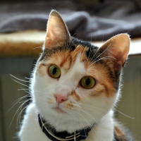 Photo de profil de Olympe