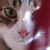 Photo de FILOU