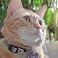 Photo de profil de Figaro