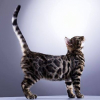 Photo de Jungo, Bengal