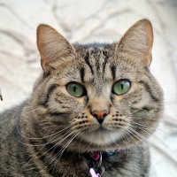 Photo de profil de Mira-Belle