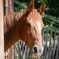 Photo de profil de Nanon