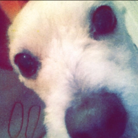 Photo de profil de Chipie