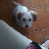 Photo de Bonzaï