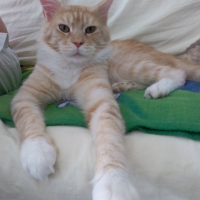 Photo de profil de Killey'chou