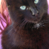 Photo de Kiwi