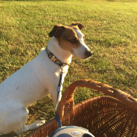 Photo de profil de Figaro