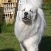 Photo de Flokon, Berger Polonais de Plaine