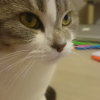 Photo de Héliote