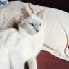 Photo de Galatée, Tonkinois