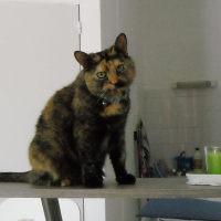 Photo de profil de Maya