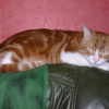 Photo de Simba