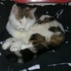 Photo de Nala