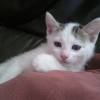Photo de Lucky