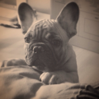 Photo de profil de Diego
