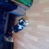 Photo de Pollux 