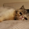 Photo de Jingo, Exotic