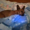 Photo de Chanelle, Pinscher Nain