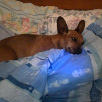 Photo de profil de Chanelle