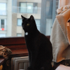Photo de tigrou