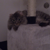 Photo de Mystie