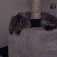 Photo de profil de Mystie
