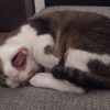 Photo de Neo