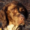 Photo de shoopy, Epagneul de Pont-Audemer